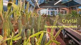  Presentation with succulents - Presentation theme featuring traditional-wooden-greenhouse-for-cacti background and a tawny brown colored foreground