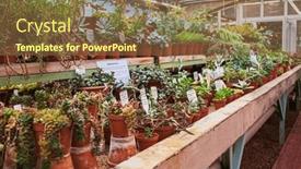  Presentation with succulents - Presentation design consisting of traditional-wooden-greenhouse-for-cacti background and a tawny brown colored foreground