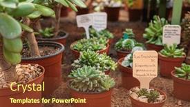  Presentation with succulents - Slide deck featuring traditional-wooden-greenhouse-for-cacti background and a tawny brown colored foreground