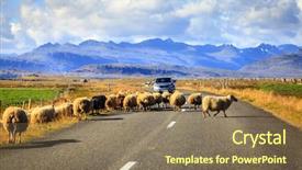 Presentation with sheep - Presentation design featuring traffic cars - herd of sheep is crossing background and a violet colored foreground