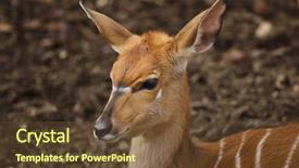  Presentation with savannah - Colorful slides enhanced with tragelaphus angasii wild life animal backdrop and a tawny brown colored foreground