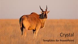  Presentation with old map south africa - Theme enhanced with tragelaphus oryx in late afternoon background and a coral colored foreground