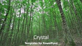  Presentation with trail - Slide set having trail-in-a-beech-forest background and a tawny brown colored foreground