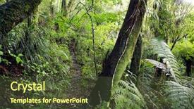  Presentation with maori new zealand native bush - Beautiful presentation featuring trail in new zealand forest backdrop and a  colored foreground