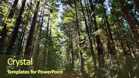  Presentation with trail - Slides with trail in sequoia giant forest background and a tawny brown colored foreground