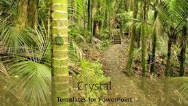 Presentation with trail - Presentation theme with trail inside new zealand forest background and a gold colored foreground