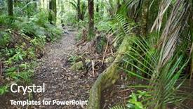  Presentation with new zealand silver fern black - Slides enhanced with trail inside new zealand forest background and a tawny brown colored foreground