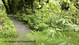  Presentation with tropical forest - Beautiful PPT theme featuring trail inside tropical forest backdrop and a yellow colored foreground