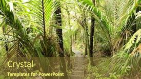  Presentation with tropical forest - Slides with  background and a  colored foreground