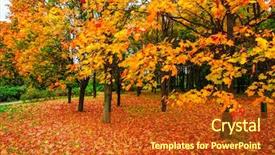  Presentation with foggy forest - Colorful presentation enhanced with day with country rural road backdrop and a crimson colored foreground
