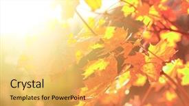  Presentation with foggy forest - Slide set with rural road scenic fresh diminishing background and a yellow colored foreground