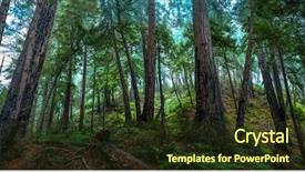  Presentation with redwood forest - Theme with big sur redwood forest background and a tawny brown colored foreground