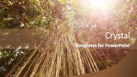  Presentation with tree roots - Slide set with trailing aerial or adventitious roots background and a coral colored foreground