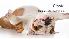  Presentation with english bulldog - Audience pleasing presentation theme consisting of funny train - dog laying upside down backdrop and a light gray colored foreground