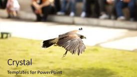  Presentation with eagle flying - Cool new PPT layouts with optometrist - optometry concept - handsome young backdrop and a sky blue colored foreground.