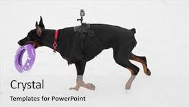  Presentation with doberman - Amazing slide deck having training and playing with dog backdrop and a light gray colored foreground