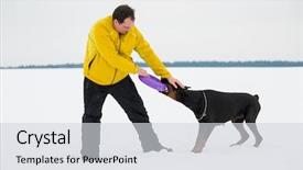  Presentation with dog park dogs plays - Colorful PPT theme enhanced with training and playing with dogs backdrop and a light gray colored foreground