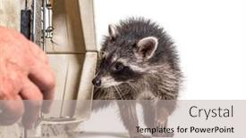  Presentation with transportation - Presentation enhanced with training-for-a-young-raccoon background and a mint green colored foreground