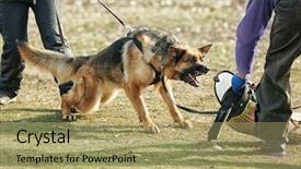  Presentation with training - Presentation theme featuring training of working dog outdoors background and a mint green colored foreground