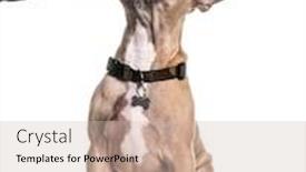  Presentation with training - Beautiful slides featuring training-session-with-a-french backdrop and a soft green colored foreground