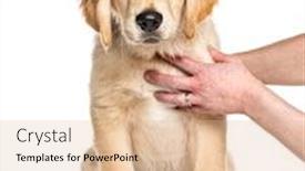  Presentation with training - Colorful theme enhanced with training-session-with-a-puppy backdrop and a coral colored foreground