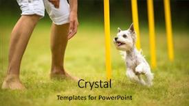  Presentation with agility - Presentation with traininng - cute little dog doing agility background and a yellow colored foreground