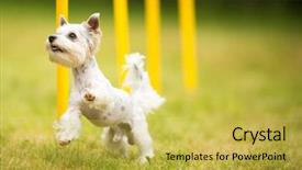  Presentation with agility - Presentation theme having traininng - cute little dog doing agility background and a yellow colored foreground