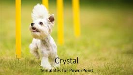  Presentation with agility - Presentation design consisting of traininng - cute little dog doing agility background and a yellow colored foreground
