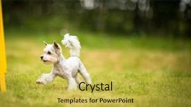  Presentation with agility - Beautiful slide deck featuring traininng - cute little dog doing agility backdrop and a yellow colored foreground