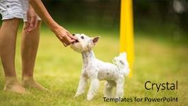  Presentation with agility - Cool new PPT layouts with traininng - cute little dog doing agility backdrop and a yellow colored foreground
