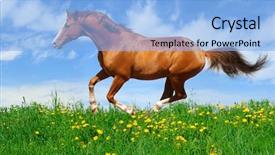  Presentation with stallion - Amazing PPT layouts having trakehner-sorrel-stallion-gallops backdrop and a light blue colored foreground
