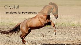  Presentation with stallion - Amazing presentation theme having trakehner-sorrel-stallion backdrop and a coral colored foreground