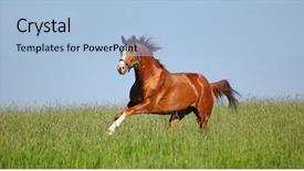  Presentation with stallion - Audience pleasing slide set consisting of trakehner sorrel stallion backdrop and a light blue colored foreground