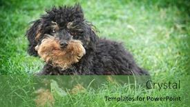  Presentation with dog - Colorful PPT theme enhanced with tramp-small-shaggy-dog backdrop and a seafoam green colored foreground