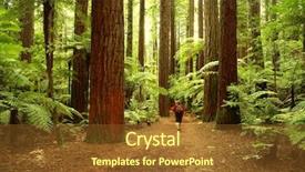  Presentation with redwood forest - PPT theme enhanced with tramper walking past giant trees background and a tawny brown colored foreground
