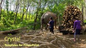  Presentation with rubber tree - Slide set featuring trang-thailand-january-12-2016 background and a tawny brown colored foreground