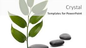  Presentation with tranquil - Audience pleasing presentation theme consisting of tranquil scene green leaf and stones isolated on white background backdrop and a white colored foreground