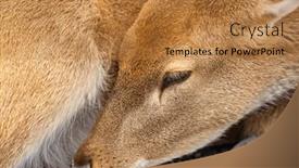  Presentation with tranquil - Presentation featuring tranquil-scene-of-a-sleeping background and a gold colored foreground