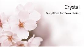  Presentation with tranquil - Slide set featuring tranquil spring cherry blossom close background and a  colored foreground