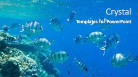  Presentation with tranquil - 