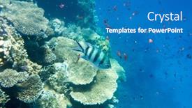  Presentation with tranquil - 