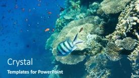  Presentation with tranquil - 