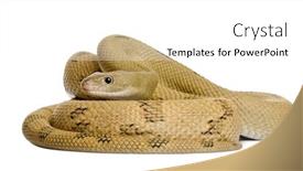  Presentation with white rat - Slides featuring trans-pecos-rat-snake-bogertophis background and a white colored foreground