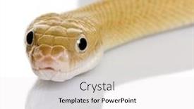  Presentation with white rat - Cool new presentation theme with trans-pecos-rat-snake-bogertophis backdrop and a white colored foreground