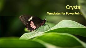  Presentation with butterfly - Colorful presentation enhanced with transandean cattleheart swallowtail butterfly parides backdrop and a tawny brown colored foreground