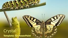  Presentation with butterfly transformation - Presentation design enhanced with transformation-of-common-machaon-butterfly and a tawny brown colored foreground