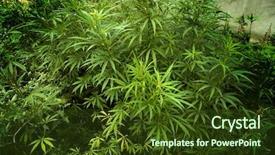  Presentation with hemp - Beautiful presentation theme featuring transgression - hemp special photo f x backdrop and a  colored foreground