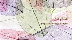  Presentation with skeleton - Slides having translucent - decorative skeleton leaves background background and a soft green colored foreground