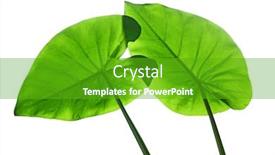  Presentation with ear - Presentation consisting of translucent taro elephant ear leaves in spring time background and a shamrock green colored foreground