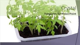  Presentation with tomato - Cool new PPT theme with transparent-box-with-tomato-seedlings backdrop and a mint green colored foreground
